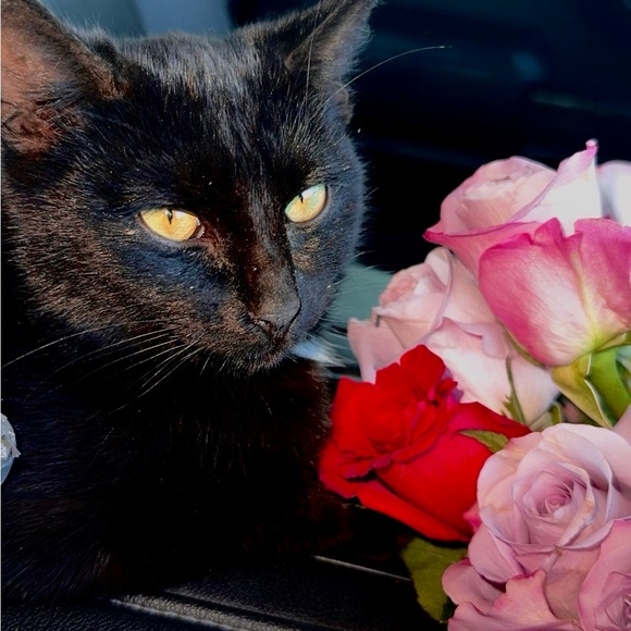 Meet your Posher, Kasey - Picture 8 of 12